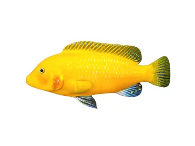 Low-Poly Cichlid Yellow Animated Low-poly 3D model