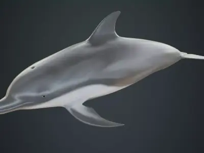 Dolphin 1B Low-poly 3D model