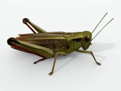 Grasshopper Low-poly 3D model