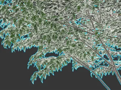 Sambucus nigra 03 3D model