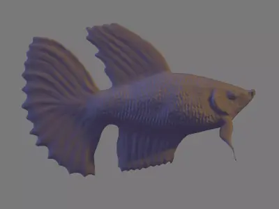 Betta Fish 3D model