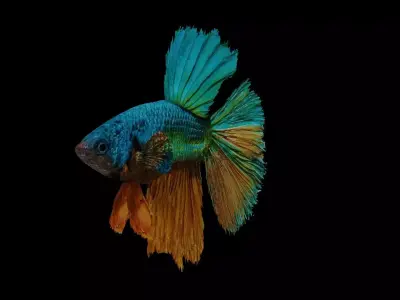 betta splendens Low-poly 3D model
