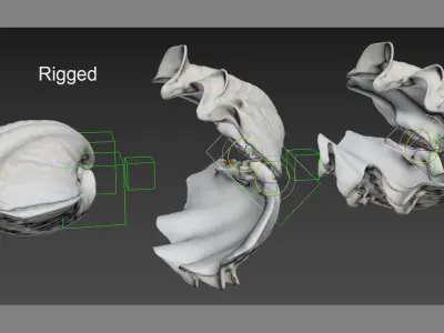 Giant Clam Shell 3D model