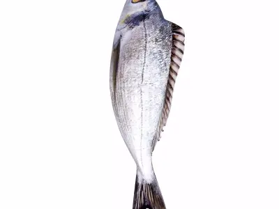 Bream Fish Low-poly 3D model