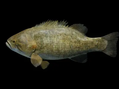 Smallmouth Bass Low-poly 3D model