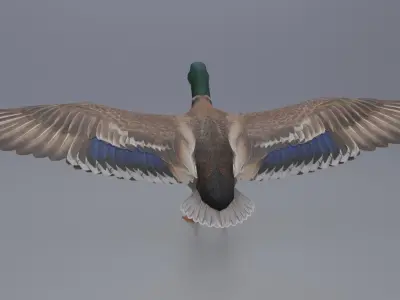 Duck Bird Low-poly 3D model