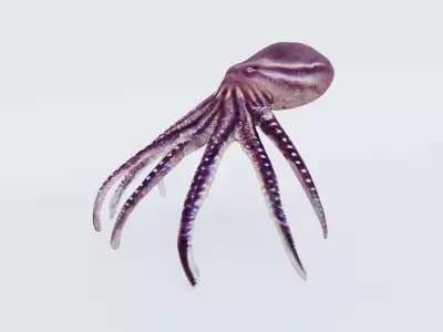 Octopus Free 3D model