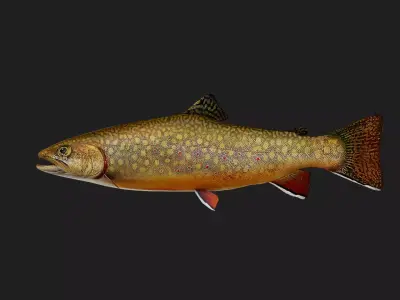 BrookTrout Low-poly 3D model