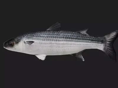 Mullet Low-poly 3D model