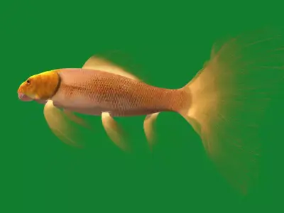 Butterfly Koi Carp Fish Free 3D model