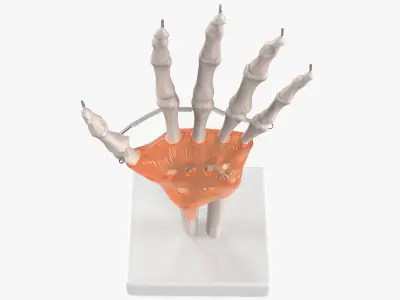 Anatomical Wrist Joint Model with Flexor Retinaculum 3D model