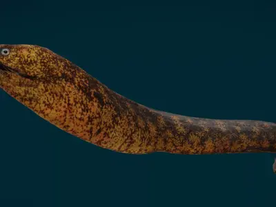 Realistic Moray Eel Animated 3D model