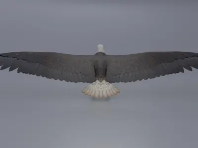 Eagle Low-poly 3D model