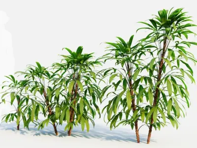 Chuniophoenix humilis a 3D model