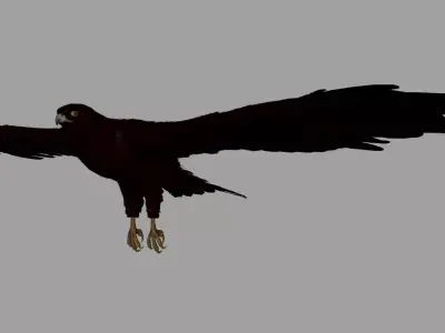 Eagle 3D model