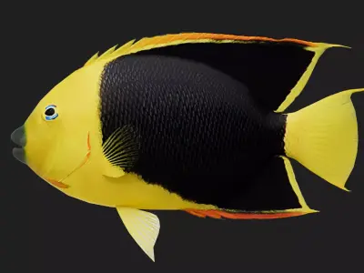 Rockbeauty Low-poly 3D model