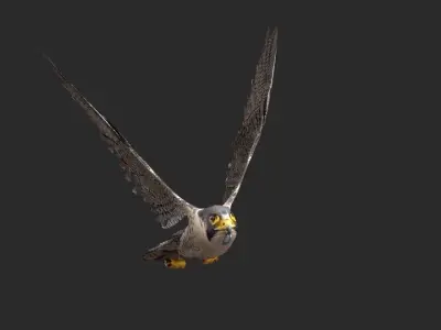 peregrine falcon Free 3D model