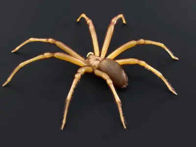 Brown Recluse Spider Low-poly 3D model