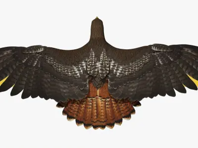 Stunning 3D Model of a Majestic Falcon Wildlife Enthusiasts Low-poly 3D model