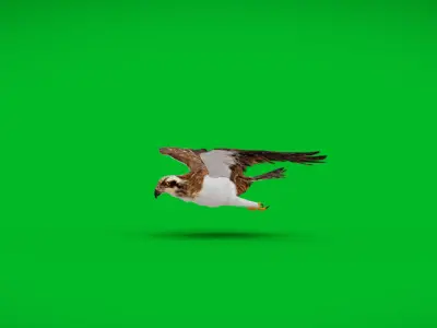 Osprey Sea Hawk Bird Low-poly 3D model