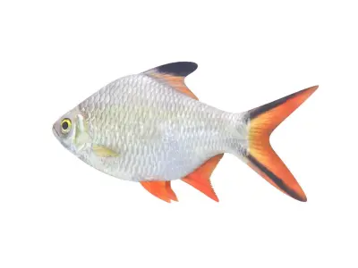Fish Collection 3D model