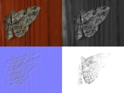 Night Butterfly Animated Low-poly 3D model