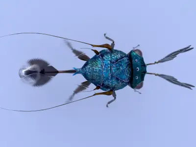 Eucharitidae 3d model rigged Apocrita Low-poly 3D model