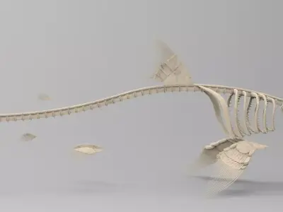 Great White Shark Skeleton 3D Model  3D model