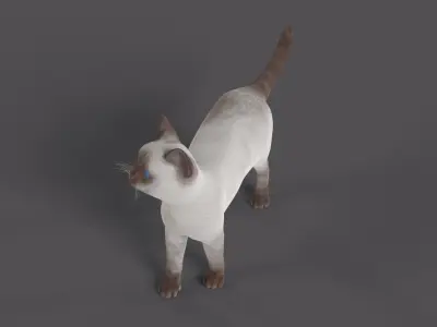 Balinese Cat Low-poly 3D model