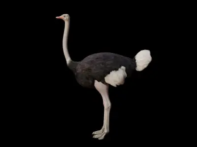 Ostrich 3D Model Low-poly 3D model