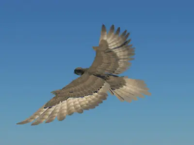 Peregrine Falcon Folded Wings Low-poly 3D model