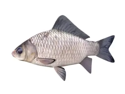 Crucian Carp Carassius Carassius Fish 3D model