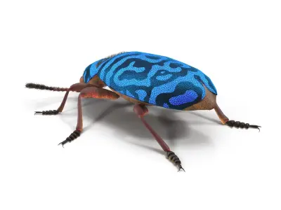 Necrobia rufipes 3D model