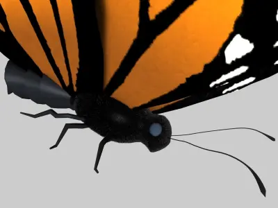 Low Poly Butterfly Low-poly 3D model