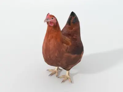 Chicken rooster Low-poly 3D model