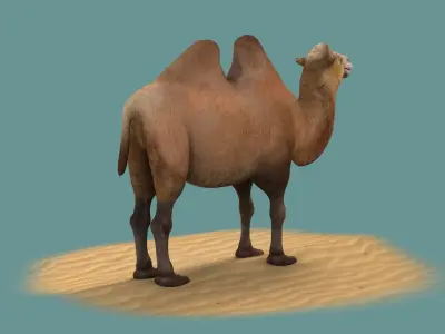 camel luggage horse animal mammal desert saudi hershel sahara 3D model