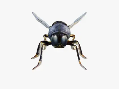 Fly Animal Free 3D model purchase