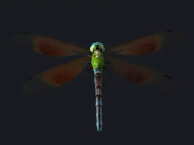 Dragonfly Anisoptera Low poly PBR Low-poly 3D model