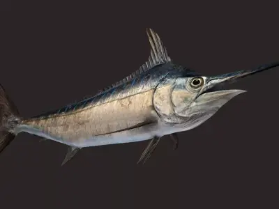 Blue Marlin Animated 3D model