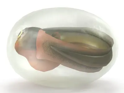 Fish larva Low-poly 3D model