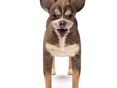 Pets Set barn owl Low-poly 3D model