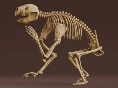 Realistic Mammals Fossil - Thylacoleo Low-poly 3D model