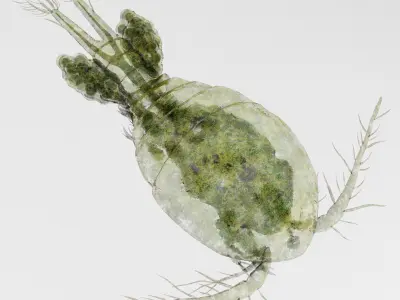 Cyclops Rigged 3D model