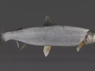 Whitefish 3D model