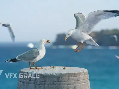 Seagull Animation - VFX Grace 3D model