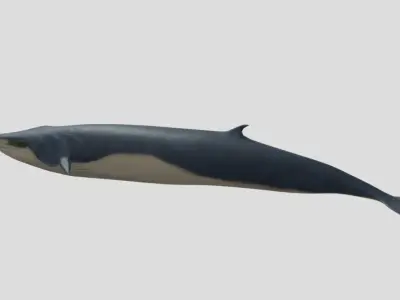 Fin-Whale Animated Low-poly Low-poly 3D model
