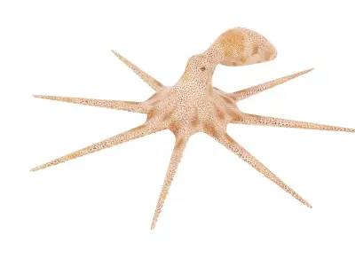 Octopus 3D model
