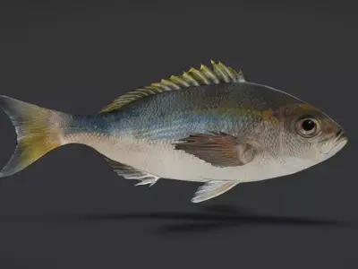 Realistic Snapper Animated 3D model