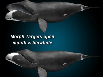 Bowhead Whale 3D model