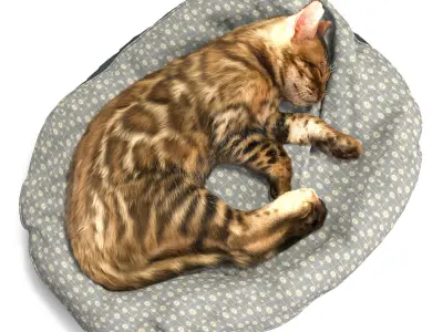 Bengal Kitten 3D model